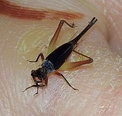 Trigonidium cicindeloides