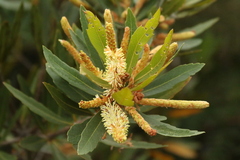 Brabejum stellatifolium