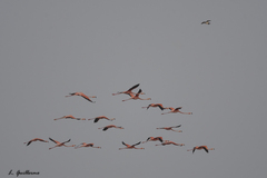 Phoenicopterus ruber