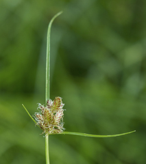 Cyperus diandrus