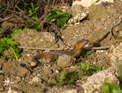 Gallotia stehlini