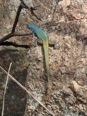 Platysaurus intermedius