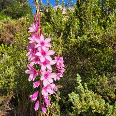 Watsonia borbonica