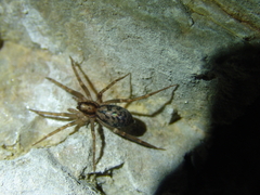 Liocranum
