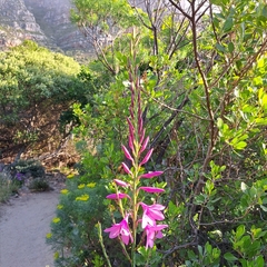 Watsonia borbonica