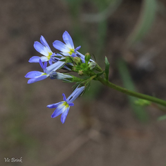 Lobelia comosa