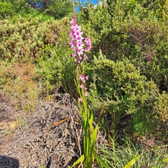 Watsonia borbonica