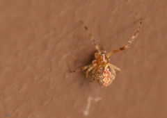 Theridion pinastri