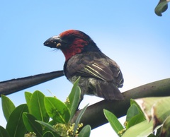 Lybius torquatus torquatus