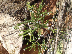 Phylica debilis debilis