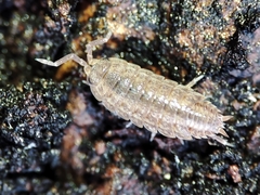 Porcellionidae