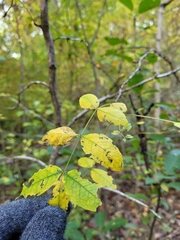 Zanthoxylum americanum