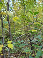 Zanthoxylum americanum