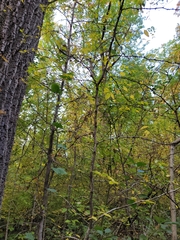 Zanthoxylum americanum