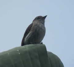 Muscicapa adusta adusta