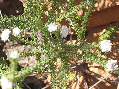 Phylica debilis debilis