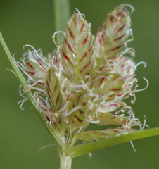 Cyperus diandrus