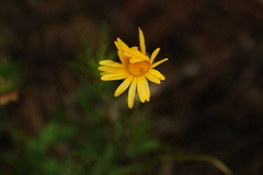 Ursinia paleacea