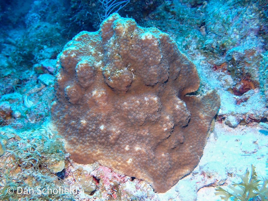 Bumpy star coral