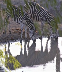 Equus quagga chapmani