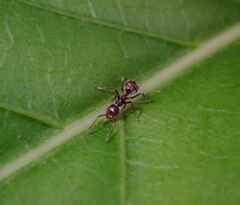 Dolichoderus thoracicus