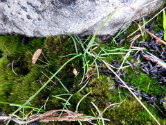 Ornithogalum schlechterianum