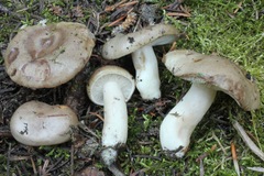 Lactarius caespitosus