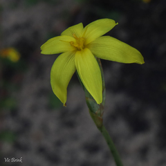 Bobartia filiformis