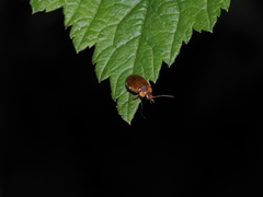 Scirtidae