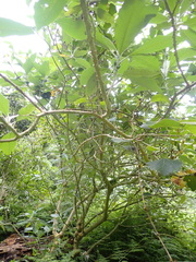 Solanum giganteum
