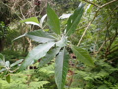 Solanum giganteum