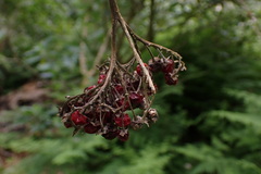 Solanum giganteum