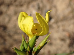Bobartia orientalis