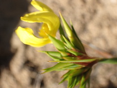 Bobartia orientalis