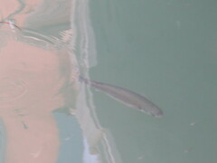 Mugilidae