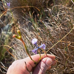 Moraea tripetala