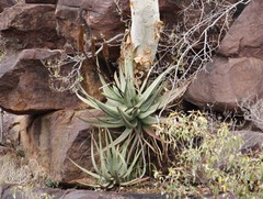 Aloe spicata