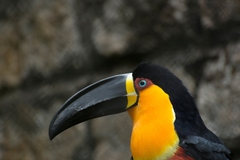 Ramphastos vitellinus