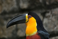 Ramphastos vitellinus