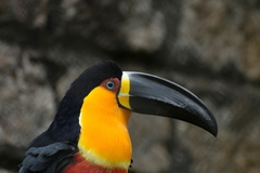 Ramphastos vitellinus