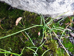 Ornithogalum schlechterianum