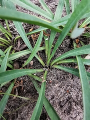 Euphorbia silenifolia