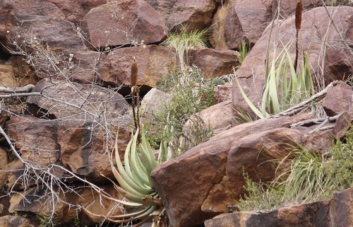 Image of Bottle-brush aloe by no rights reserved