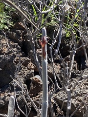 Ceropegia fusca image