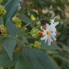 Nyctanthes arbor-tristis