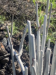 Ceropegia fusca image