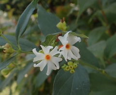 Nyctanthes arbor-tristis