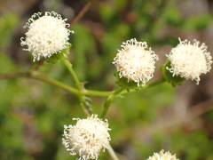 Curio talinoides