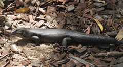Egernia kingii