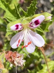 Pelargonium